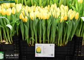 Tulipa Shooting Star ® (1)